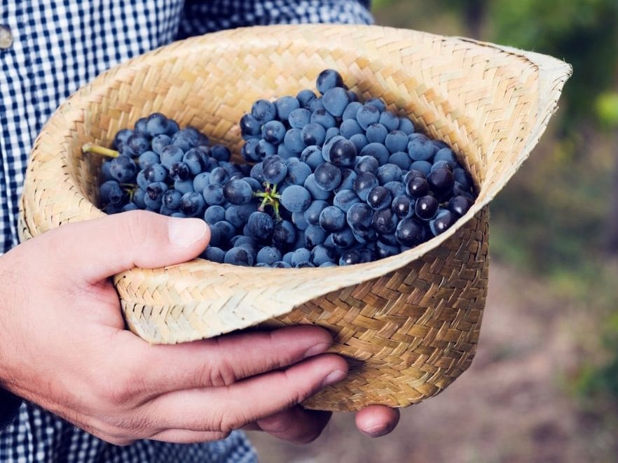 A man holds a straw hat full of fresh Tempranillo grapes straight from the field.