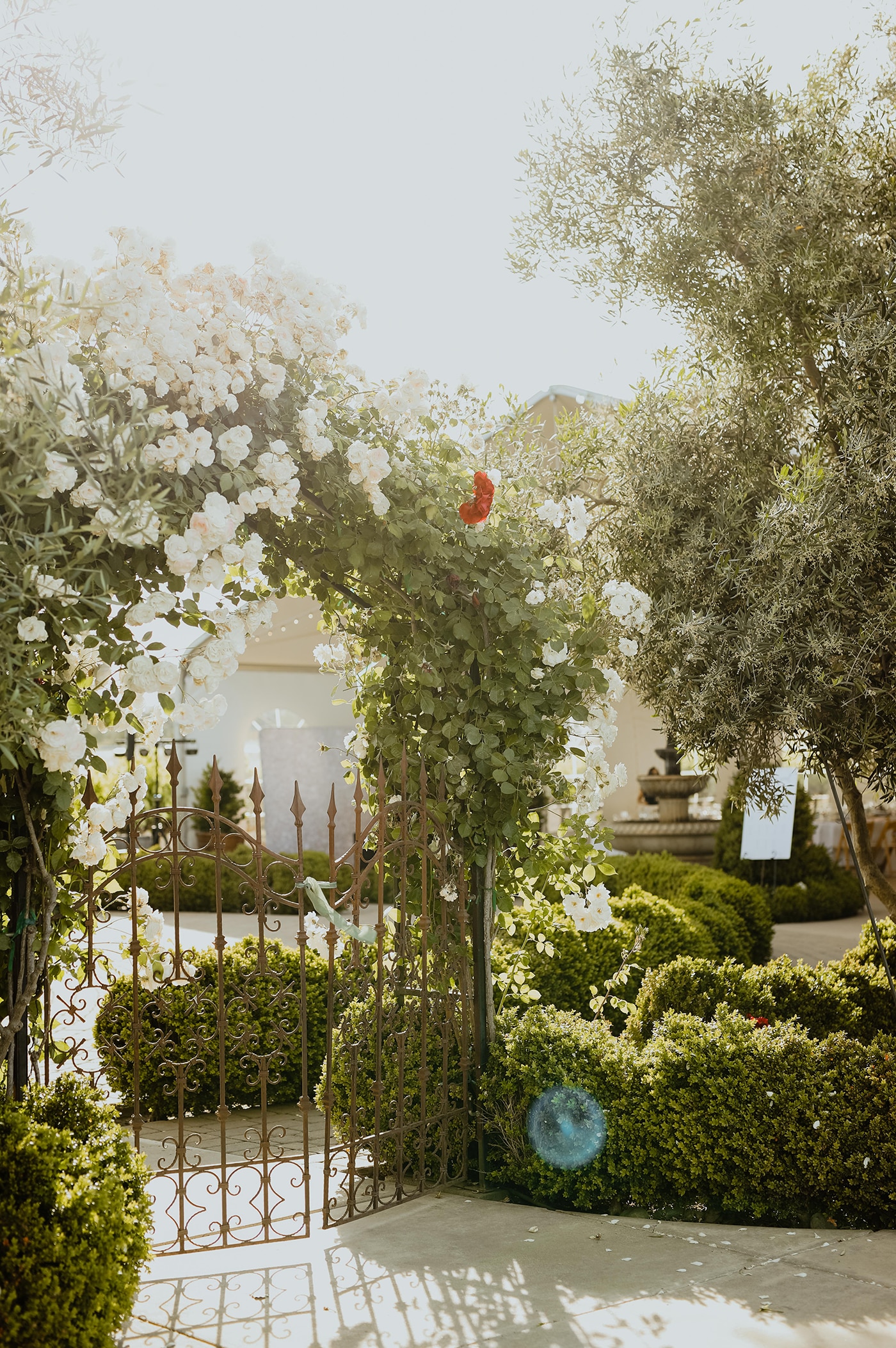 Side angle view of rustic gate and arch covered with white roses in a garden, sun setting through the leaves.