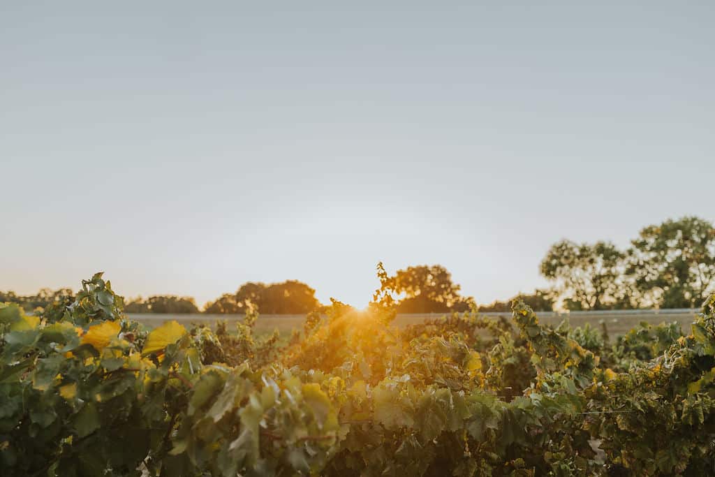 Sunset turns the grapevines gold at your anniversary celebration